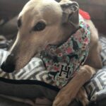 Ash London Instagram - Happy 12th birthday to my firstborn Queen. Thanks for taking care of Dad before I came along, for making me into a dog person, and mainly thankyou for not losing your mind when Buddy came along. We love you forever sweet Honey girl! The baddest bitch around! Long live Hunzo!!!! @honeydahound