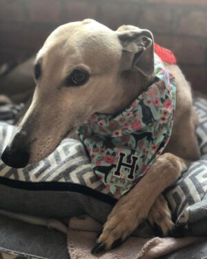 Ash London Instagram - Happy 12th birthday to my firstborn Queen. Thanks for taking care of Dad before I came along, for making me into a dog person, and mainly thankyou for not losing your mind when Buddy came along. 

We love you forever sweet Honey girl! The baddest bitch around! Long live Hunzo!!!!

@honeydahound