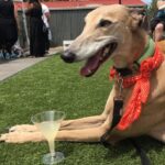 Ash London Instagram - Happy 12th birthday to my firstborn Queen. Thanks for taking care of Dad before I came along, for making me into a dog person, and mainly thankyou for not losing your mind when Buddy came along. We love you forever sweet Honey girl! The baddest bitch around! Long live Hunzo!!!! @honeydahound