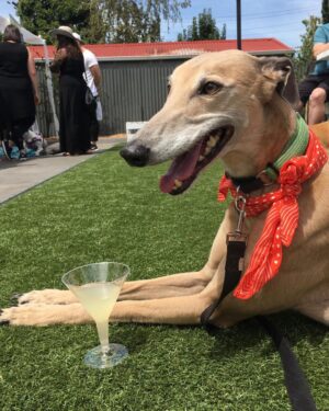 Ash London Instagram - Happy 12th birthday to my firstborn Queen. Thanks for taking care of Dad before I came along, for making me into a dog person, and mainly thankyou for not losing your mind when Buddy came along. 

We love you forever sweet Honey girl! The baddest bitch around! Long live Hunzo!!!!

@honeydahound