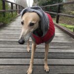 Ash London Instagram - Happy 12th birthday to my firstborn Queen. Thanks for taking care of Dad before I came along, for making me into a dog person, and mainly thankyou for not losing your mind when Buddy came along. We love you forever sweet Honey girl! The baddest bitch around! Long live Hunzo!!!! @honeydahound