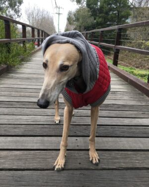 Ash London Instagram - Happy 12th birthday to my firstborn Queen. Thanks for taking care of Dad before I came along, for making me into a dog person, and mainly thankyou for not losing your mind when Buddy came along. 

We love you forever sweet Honey girl! The baddest bitch around! Long live Hunzo!!!!

@honeydahound