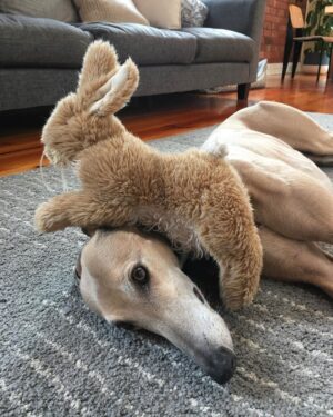 Ash London Instagram - Happy 12th birthday to my firstborn Queen. Thanks for taking care of Dad before I came along, for making me into a dog person, and mainly thankyou for not losing your mind when Buddy came along. 

We love you forever sweet Honey girl! The baddest bitch around! Long live Hunzo!!!!

@honeydahound