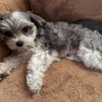 Ashley Tisdale Instagram - It’s Sushi Sue’s birthday 🎉🎂❤️ Sushi you are the most loving dog, You somehow know when one of us needs a little extra love and are always there. I love you so much smoosh 🍣