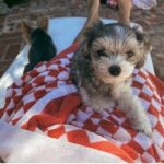 Ashley Tisdale Instagram - It’s Sushi Sue’s birthday 🎉🎂❤️ Sushi you are the most loving dog, You somehow know when one of us needs a little extra love and are always there. I love you so much smoosh 🍣