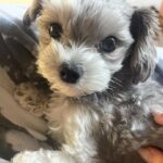 Ashley Tisdale Instagram - It’s Sushi Sue’s birthday 🎉🎂❤️ Sushi you are the most loving dog, You somehow know when one of us needs a little extra love and are always there. I love you so much smoosh 🍣