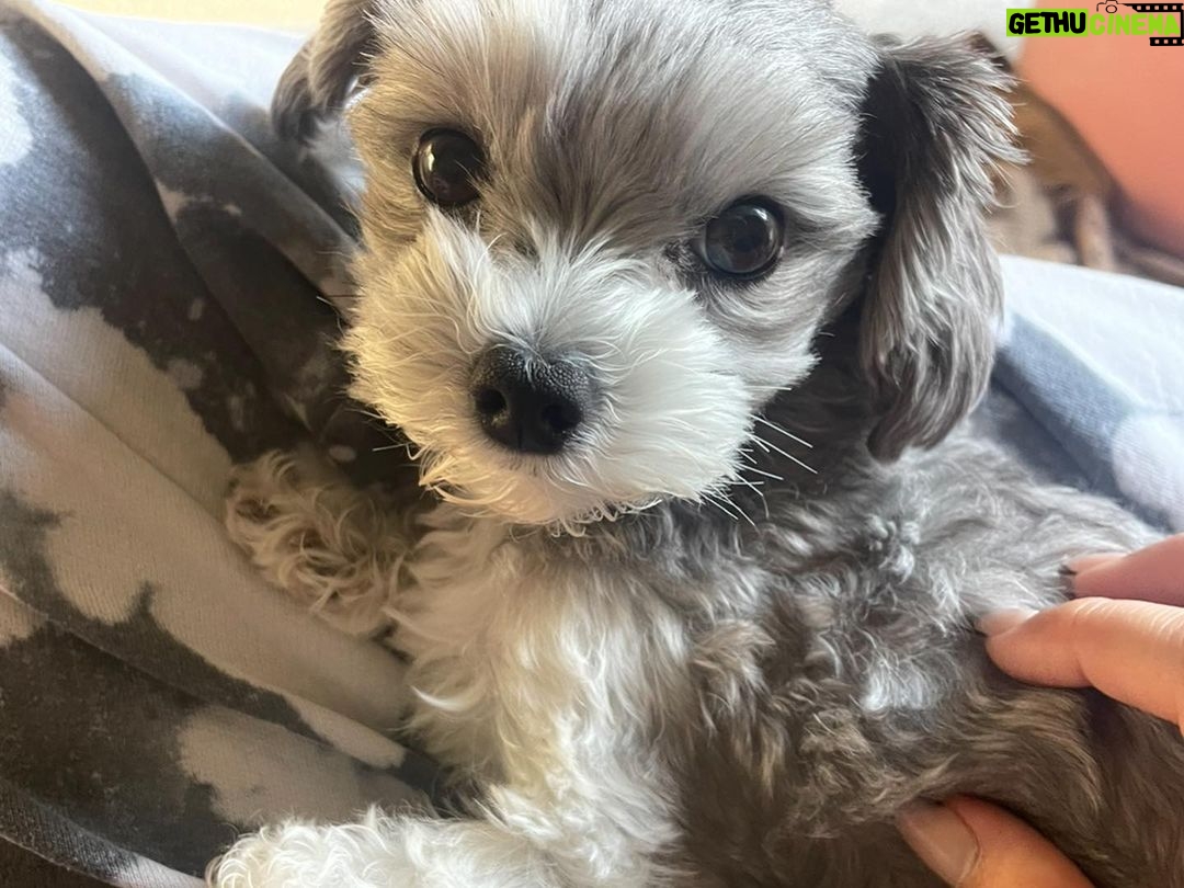 Ashley Tisdale Instagram - It’s Sushi Sue’s birthday 🎉🎂❤️ Sushi you are the most loving dog, You somehow know when one of us needs a little extra love and are always there. I love you so much smoosh 🍣