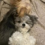 Ashley Tisdale Instagram - It’s Sushi Sue’s birthday 🎉🎂❤️ Sushi you are the most loving dog, You somehow know when one of us needs a little extra love and are always there. I love you so much smoosh 🍣