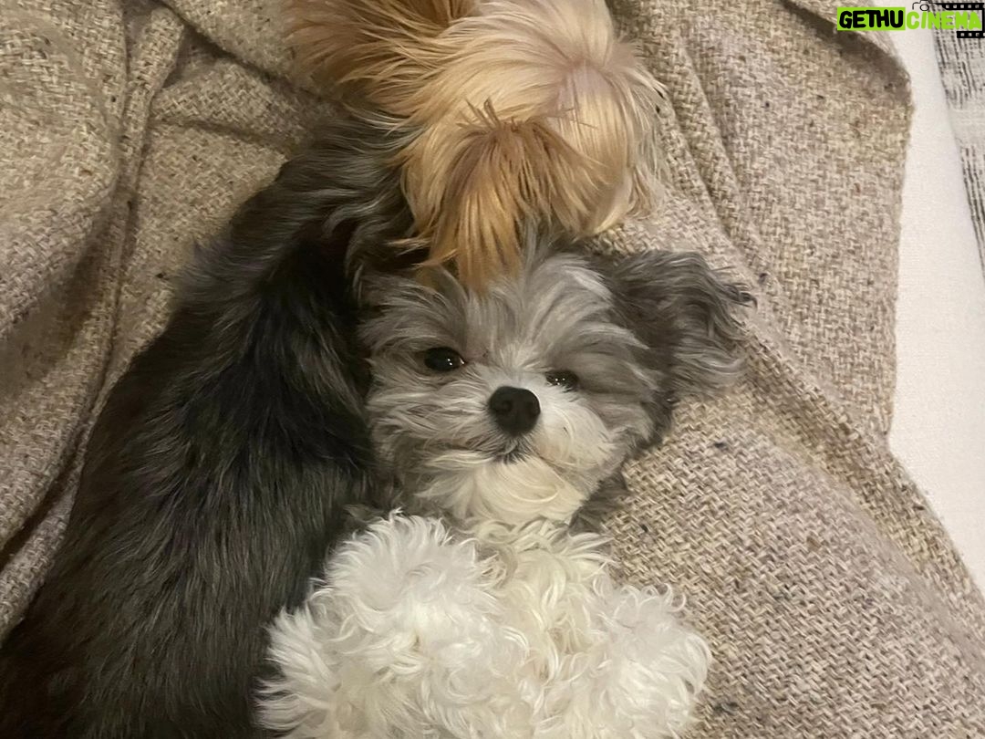Ashley Tisdale Instagram - It’s Sushi Sue’s birthday 🎉🎂❤️ Sushi you are the most loving dog, You somehow know when one of us needs a little extra love and are always there. I love you so much smoosh 🍣