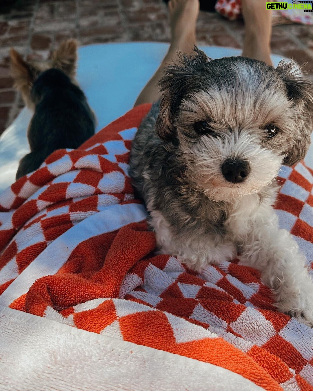 Ashley Tisdale Instagram - all of my loves 💕