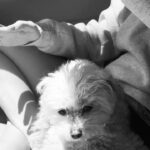 Ashley Tisdale Instagram - Maui not a day goes by that I don’t think of you. I can’t believe it’s been 4 years, it feels like forever. I feel you all around us, I think it’s very interesting that juju named one of her stuffed puppies Maui Puppy. It shows she knows how much you meant to our family. When she asked where you are we told her your in our hearts and she said “Maui in juju heart too”. I love you my angel ❤️