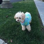 Ashley Tisdale Instagram - Maui not a day goes by that I don’t think of you. I can’t believe it’s been 4 years, it feels like forever. I feel you all around us, I think it’s very interesting that juju named one of her stuffed puppies Maui Puppy. It shows she knows how much you meant to our family. When she asked where you are we told her your in our hearts and she said “Maui in juju heart too”. I love you my angel ❤️
