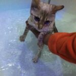 Ashnaa Sasikaran Instagram - Bath time with lil leopard is rather difficult 😁🐾