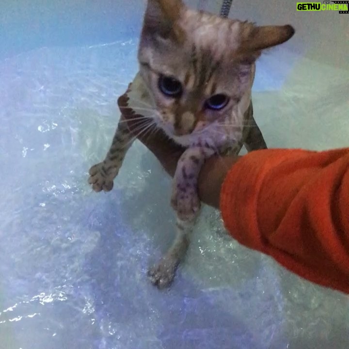 Ashnaa Sasikaran Instagram - Bath time with lil leopard is rather difficult 😁🐾