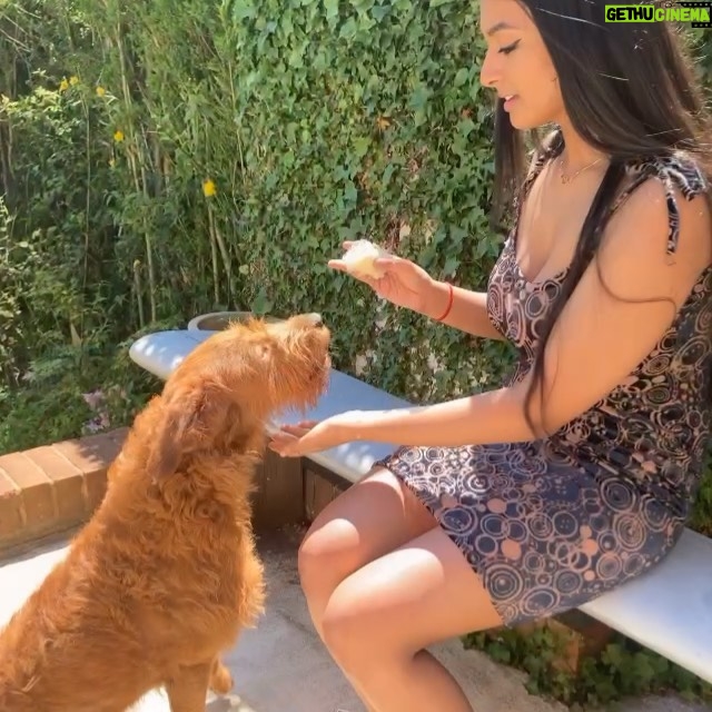 Ashnaa Sasikaran Instagram - Feeding cake to my babies on my 21st bday😌😂 thank you all for your lovely birthday wishes yesterday, feel super blessed and loved!!🥺🥺 genuinelyyyyy forever grateful for the constant love and support, and hope my adorable pups bless your feed today😅 (haven’t posted something other than music for a long while😂) xx And thank you Amma for stitching me my beautiful dress🥺 @vani.sasikaran xx 📸: @veenaa_s 😘 Also cream cake >>> any other type of cake, am I right or am I right ?!?!