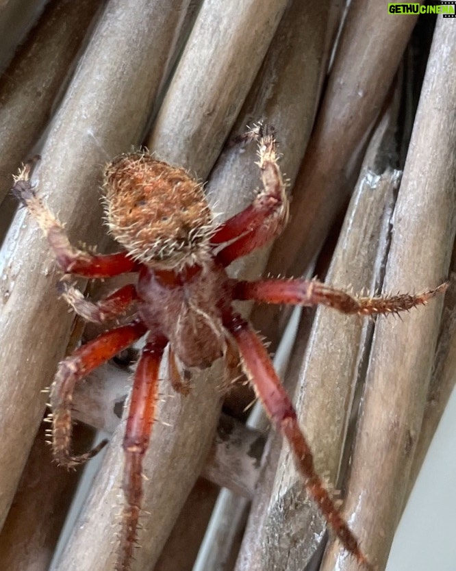 Ashton Kutcher Instagram - What kind of spider is this? In California