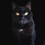 AuronPlay Instagram - Don Gato ha fallecido esta tarde, finalmente no ha podido con la enfermedad. Estoy absolutamente desolado y a la vez lleno de rabia e ira. Una parte muy grande de mi también ha muerto hoy. Gracias por estos 8 años, te quiero mucho.