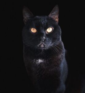 AuronPlay Instagram - Don Gato ha fallecido esta tarde, finalmente no ha podido con la enfermedad. Estoy absolutamente desolado y a la vez lleno de rabia e ira. Una parte muy grande de mi también ha muerto hoy. Gracias por estos 8 años, te quiero mucho.