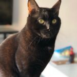 AuronPlay Instagram - Don Gato ha fallecido esta tarde, finalmente no ha podido con la enfermedad. Estoy absolutamente desolado y a la vez lleno de rabia e ira. Una parte muy grande de mi también ha muerto hoy. Gracias por estos 8 años, te quiero mucho.