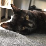 AuronPlay Instagram - Don Gato ha fallecido esta tarde, finalmente no ha podido con la enfermedad. Estoy absolutamente desolado y a la vez lleno de rabia e ira. Una parte muy grande de mi también ha muerto hoy. Gracias por estos 8 años, te quiero mucho.