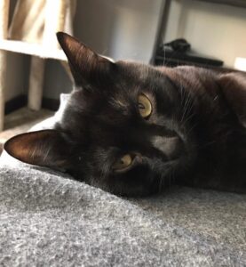 AuronPlay Instagram - Don Gato ha fallecido esta tarde, finalmente no ha podido con la enfermedad. Estoy absolutamente desolado y a la vez lleno de rabia e ira. Una parte muy grande de mi también ha muerto hoy. Gracias por estos 8 años, te quiero mucho.