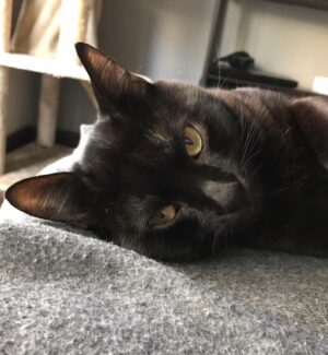 AuronPlay Instagram - Don Gato ha fallecido esta tarde, finalmente no ha podido con la enfermedad. 
Estoy absolutamente desolado y a la vez lleno de rabia e ira. 
Una parte muy grande de mi también ha muerto hoy. 
Gracias por estos 8 años, te quiero mucho.