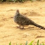 AuronPlay Instagram - Si es verdad que este pájaro es su hermano que me lo diga el pájaro y la borro. No la voy a borrar.