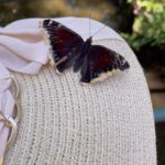 Aurora Ruffino Instagram – I’ve found a new friend.. 🦋♥️ #love #butterfly
