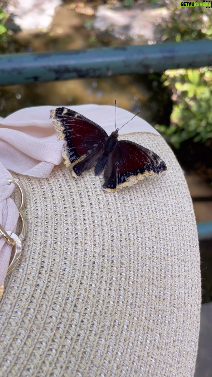 Aurora Ruffino Instagram - I’ve found a new friend.. 🦋♥️ #love #butterfly