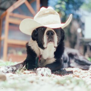 Austin Amelio Instagram - Best damn dog. Sweet Panda girl.
#mediumformat