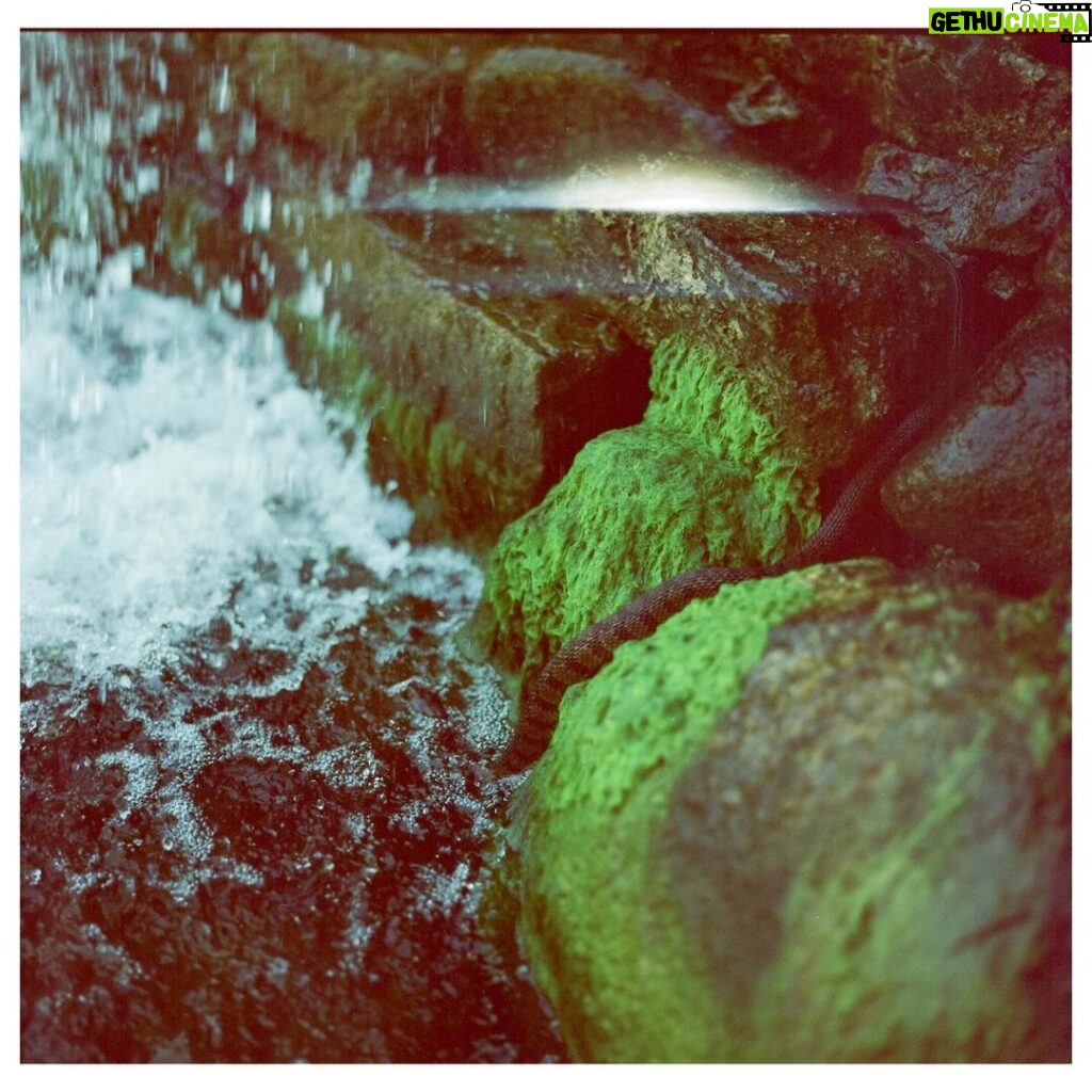 Austin Amelio Instagram - Snake going into water. #mediumformat