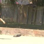 Austin Amelio Instagram - Clippers in the new @rogerskateco vid on thrasher now.