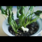 Aya Yamane Instagram – 『ソラニン』/ASIAN KUNG-FU GENERATION coverd by 山根綺
お気に入りショットです🌱
#ソラニン #アジカン #カバー #声優 #歌ってみた #YAYARECORDS #youtube