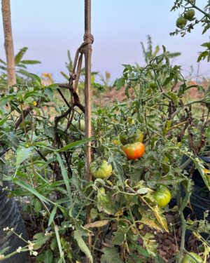 Ayesha Kaduskar Instagram - swipe to see baby veggies 🥺