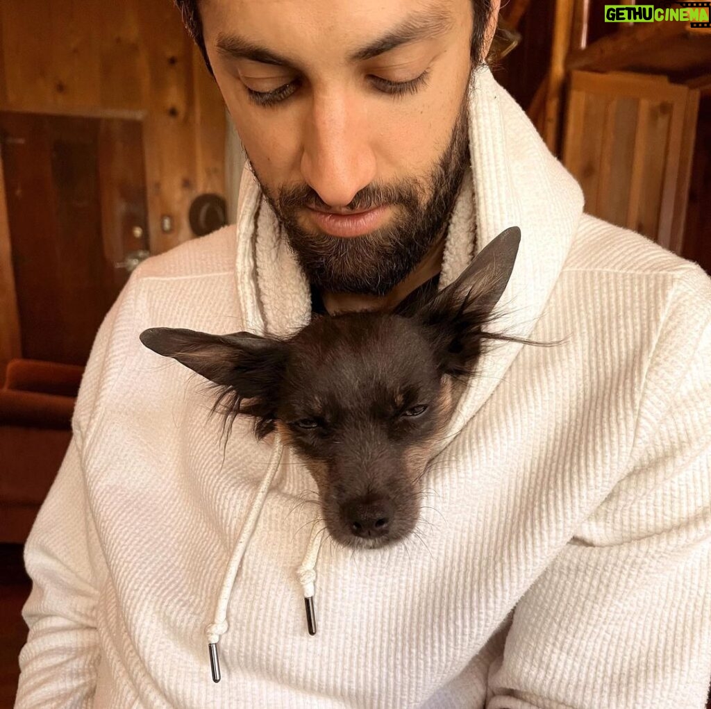 Azim Rizk Instagram - Sleepy mouse wolf kangaroo dragon dog aka Silas, in his happy place! . . . . . . . #myheart #adoptdontshop #mouse #wolf #bigears #love #dogsofinstagram #puppylove