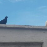 Aziz Kedi Instagram – – naber?
– …
– başka bi dama gidelim mi burdan?
– …
– bembeyazsın.
– …
– şenol benim ismim.