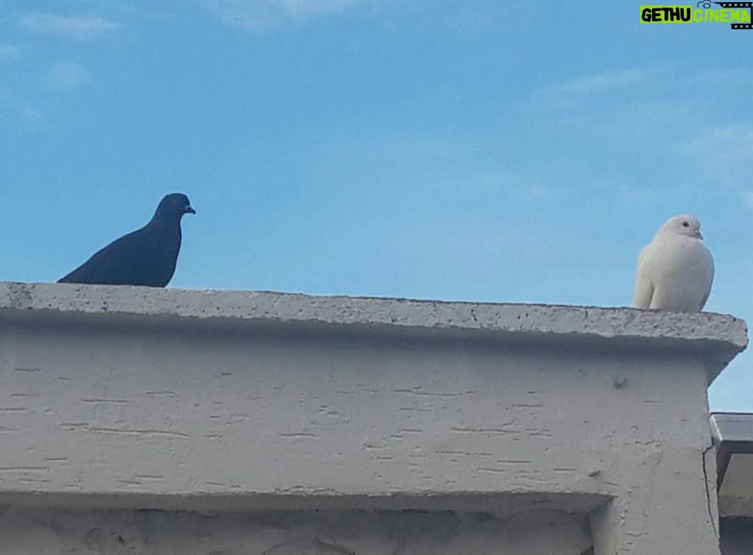 Aziz Kedi Instagram - - naber? - ... - başka bi dama gidelim mi burdan? - ... - bembeyazsın. - ... - şenol benim ismim.
