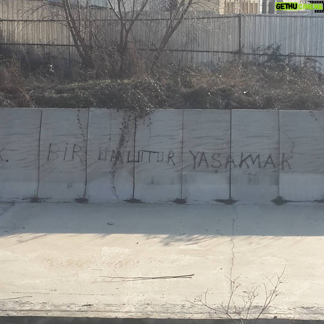 Aziz Kedi Instagram - yaşakmak bir ağaç gibi tek ve hür...