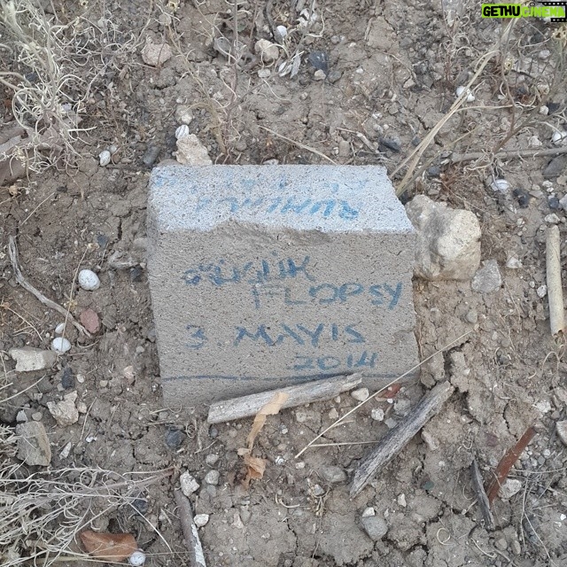 Aziz Kedi Instagram - bahçede küçük bir kabir buldum. flopsy kuş muydu, kedicik miydi acaba? üstüne de 'ruhuna fatiha' yazmışlar.