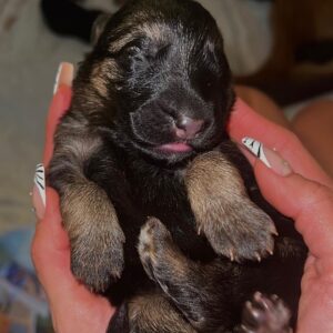 Bárbara de Regil Instagram - Nunca voy a olvidar esta experiencia que me regalo Kai ( segunda foto ) y Enzo el papa ( tercera foto ) 
Fueron 6 perritos - ya 4 meses después regalamos a 5 🐾
 A 5 familias que conozco y quiero y se van a AMARLOS y cuidarlos como yo lo haría , la que se quedó conmigo fue Hakuna 🦋 
Btw : después de esta experiencia ya todos mis perros esterilizados 😅