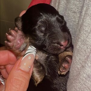 Bárbara de Regil Instagram - Nunca voy a olvidar esta experiencia que me regalo Kai ( segunda foto ) y Enzo el papa ( tercera foto ) 
Fueron 6 perritos - ya 4 meses después regalamos a 5 🐾
 A 5 familias que conozco y quiero y se van a AMARLOS y cuidarlos como yo lo haría , la que se quedó conmigo fue Hakuna 🦋 
Btw : después de esta experiencia ya todos mis perros esterilizados 😅