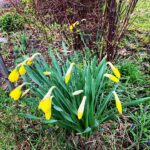 Babben Larsson Instagram - Det blir i alla fall påskliljor och dillpioner i år. #livetpalandet #mygarden #spring