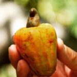 Babben Larsson Instagram - Undrat hur cashewnötter växer? Snubblade över den här bilden från Kenya i min mobil. De är ”hängen” under cashewäpplet omgivna av ett giftigt skal som rostas för att kunna pillas bort. ”Nöten” är cashewäpplets enda frö. #naturskolan #cashew #lamu #kenya