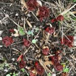 Babben Larsson Instagram - Det blir i alla fall påskliljor och dillpioner i år. #livetpalandet #mygarden #spring