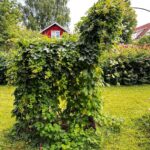 Babben Larsson Instagram - Humlehäst.