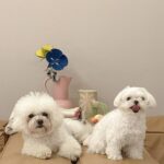 Bae Suzy Instagram - Thank u sososososo much 🐶 @benlenovitz