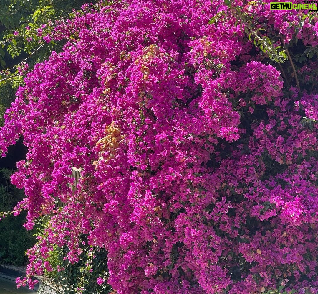 Beatriz Costa Instagram - No meu elemento. 🍃💐🪷🌝🌺