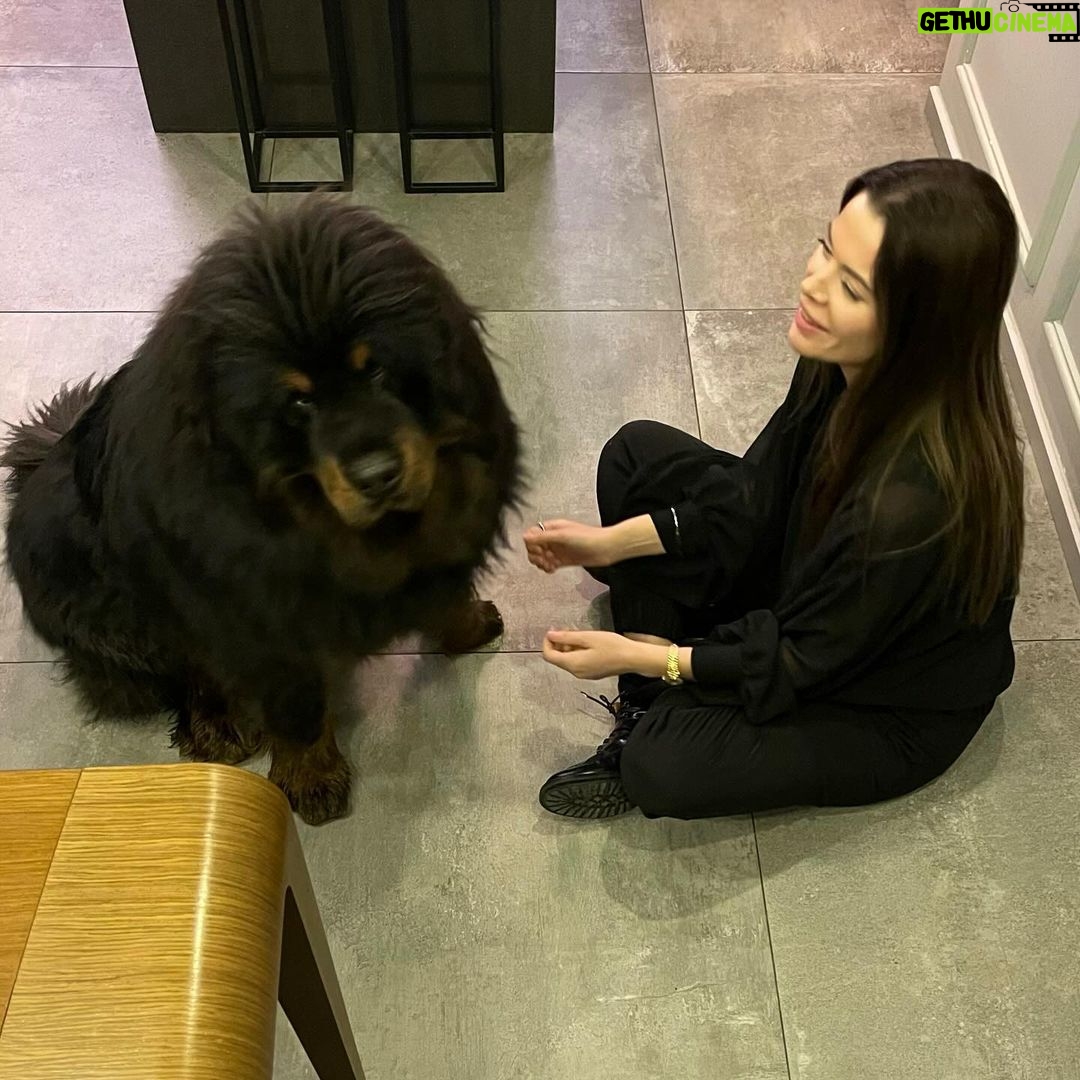 Begüm Kütük Instagram - Hayatımda gördüğüm en koccaman köpeksin PATRICK! ♥️😍 #dog #tibetmastiff