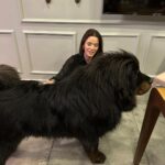 Begüm Kütük Instagram - Hayatımda gördüğüm en koccaman köpeksin PATRICK! ♥️😍 #dog #tibetmastiff