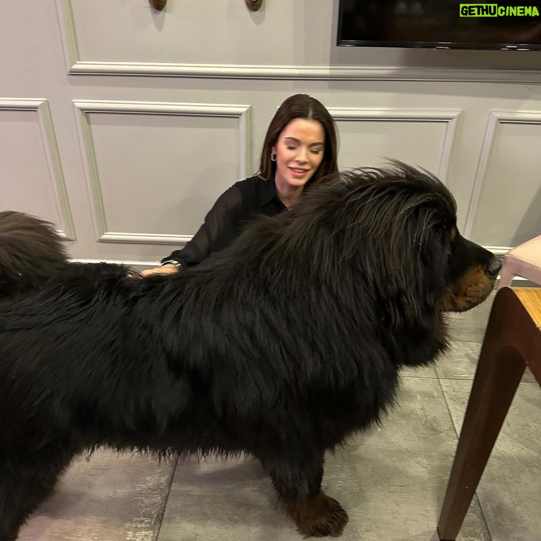 Begüm Kütük Instagram - Hayatımda gördüğüm en koccaman köpeksin PATRICK! ♥️😍 #dog #tibetmastiff